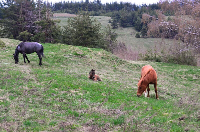 Tree horses stock image. Image of herd, wildlife, forest 97761387