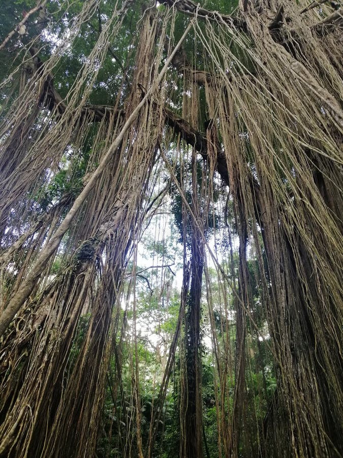 Tree huge forest stock image. Image of green, deciduous 265020851