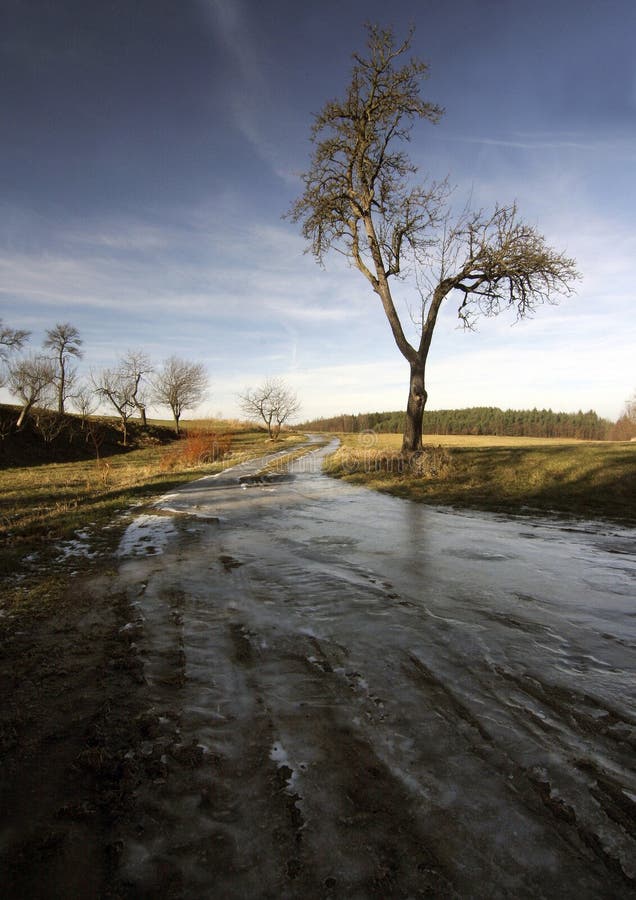 Tree in ice road