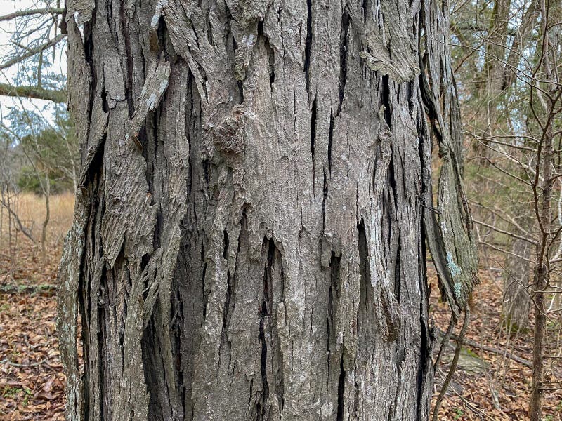 Tree Identification. Bark. Shagbark Hickory. Carya ovata stock image