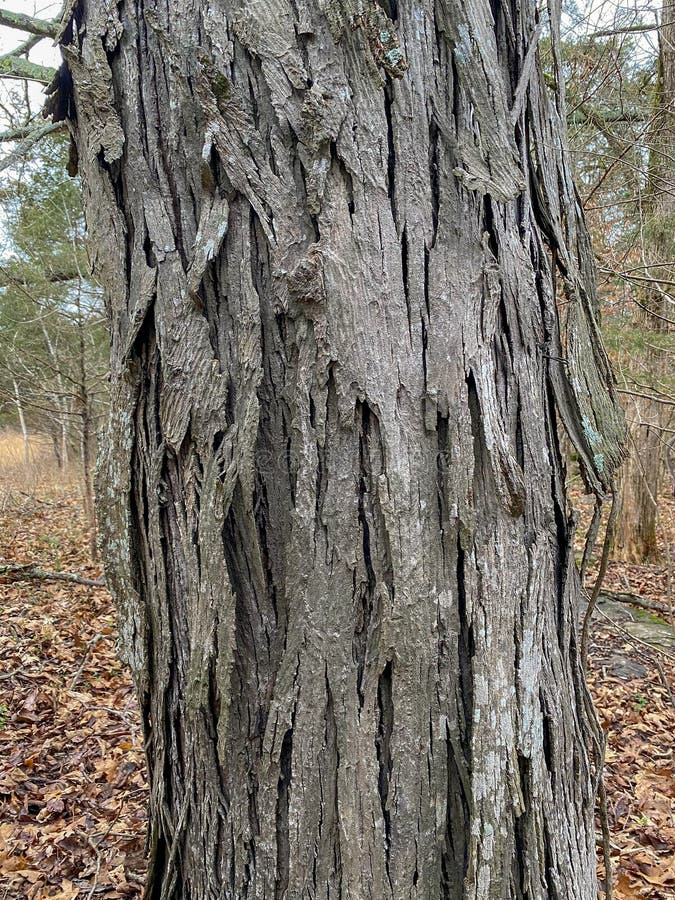 Tree Identification. Bark. Shagbark Hickory. Carya ovata royalty free stock photos