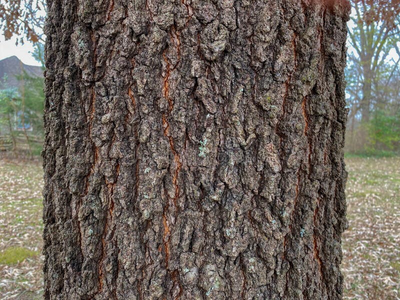 Tree Identification: Cherrybark Oak Quercus pagoda