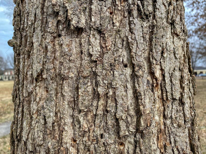 Tree Identification: Chinquapin Oak Quercus muehlenbergii royalty free stock images