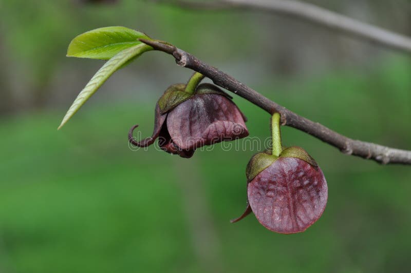 Tree Identification. Flower. Pawpaw. Asimina triloba stock image