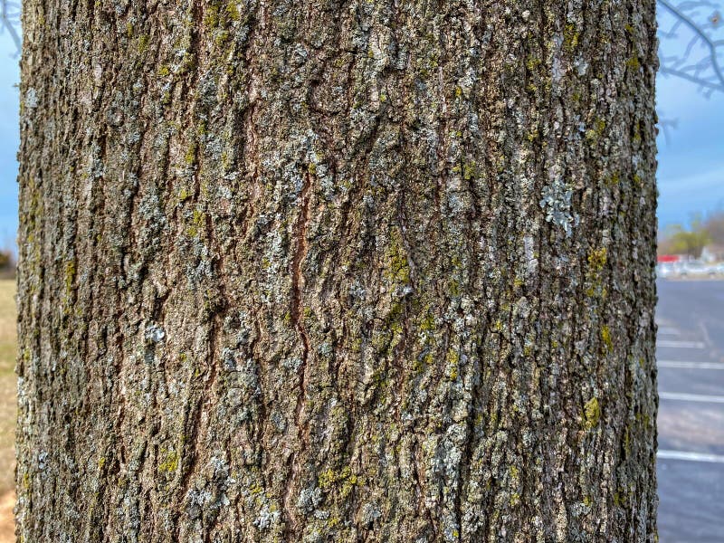 Tree Identification: Pin Oak. Quercus palustris