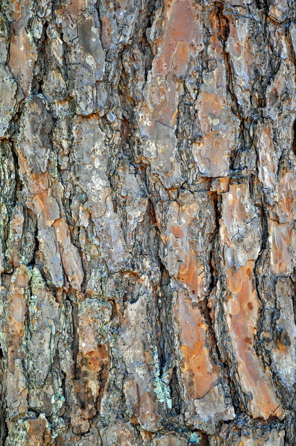 Tree Identification: Shortleaf Pine. Pinus Echinata royalty free stock photos