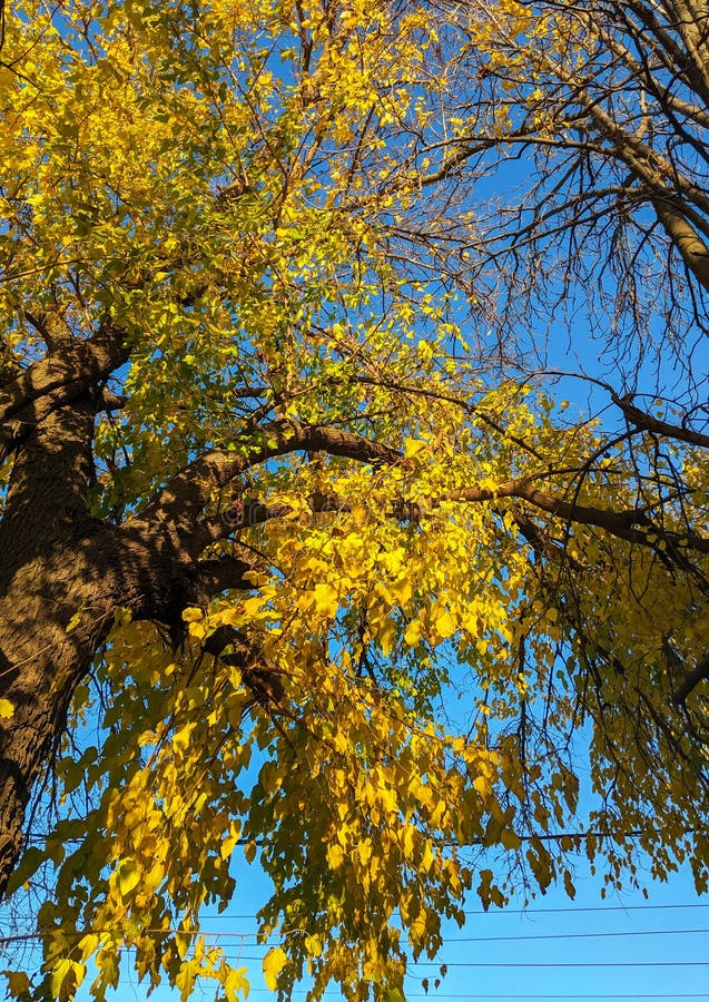 Tree Illuminated by Sun with Golden Yellow Leaves Stock Image - Image ...