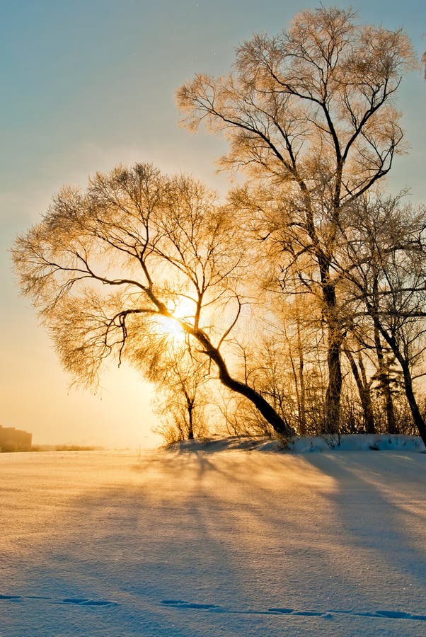 Tree in inei and sun.