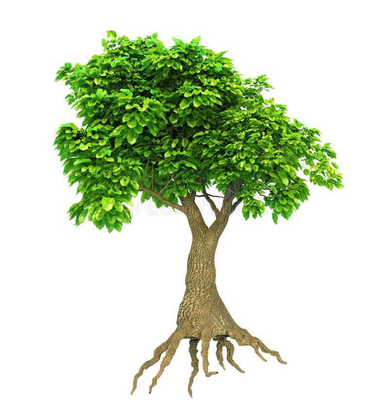 Tree Isolated with Roots and Leaves Stock Image Illustration of