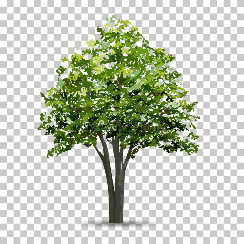 zaad Vooruitgang Veroveren Tree Isolated on Transparent Background with Soft Shadow. Stock Vector -  Illustration of graphic, botanic: 131568784