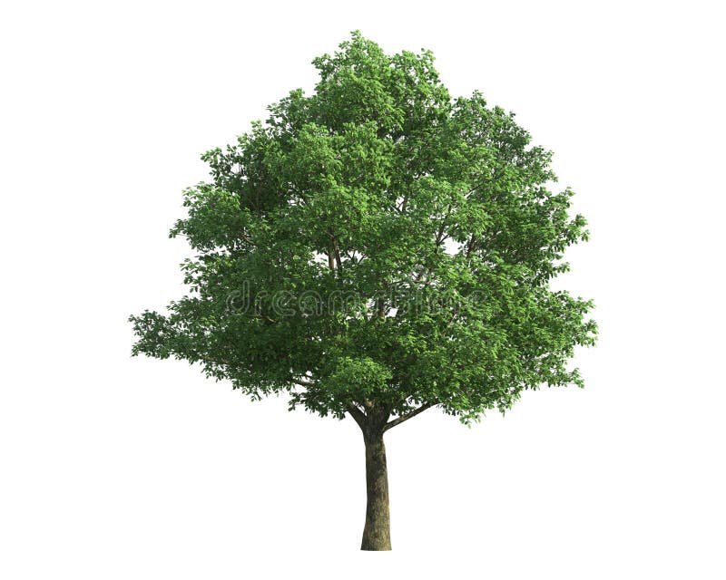 Tree isolated on a white background