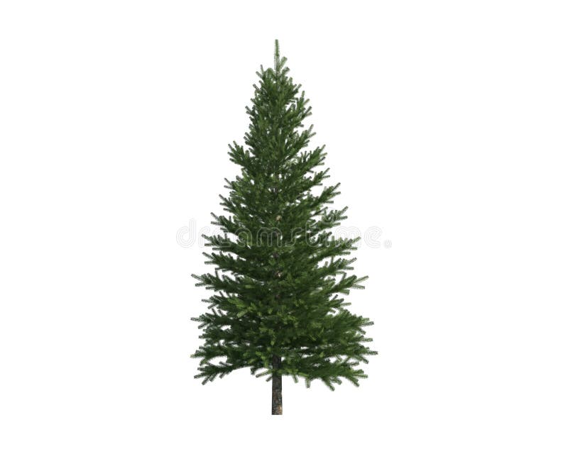 Tree isolated on a white background