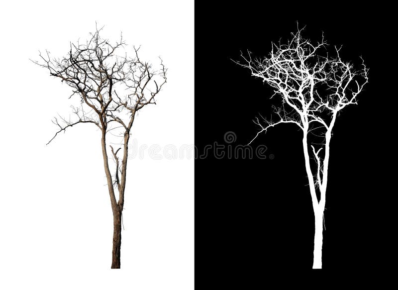 Tree that are isolated on white background are suitable for both printing. tree isolated on white background with clipping path and alpha channel