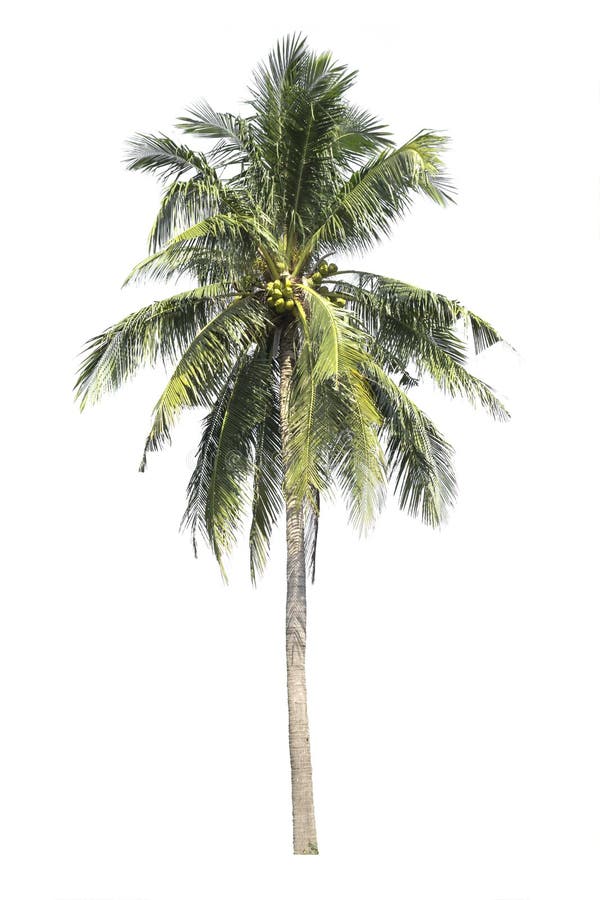 Tree Isolated on White Background. Coconut Tree. Stock Image - Image of ...