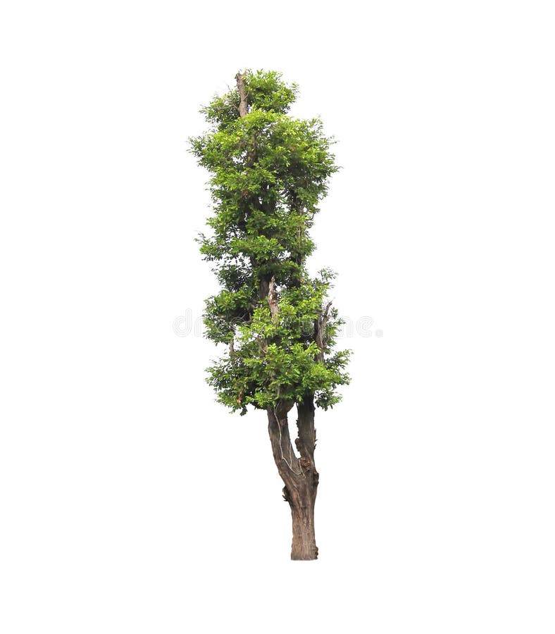 Tree Isolated on White Background Stock Illustration Illustration of