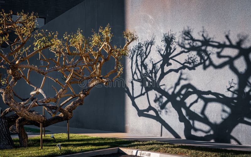 Tree with its shadow in the area of the Eric Owen Moss Architects Los Angeles, CA, USA