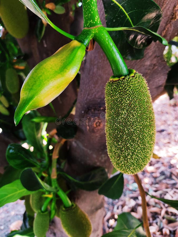 Jackfruit and Jackfruit Flower. Stock Photo Image of leaf, garden