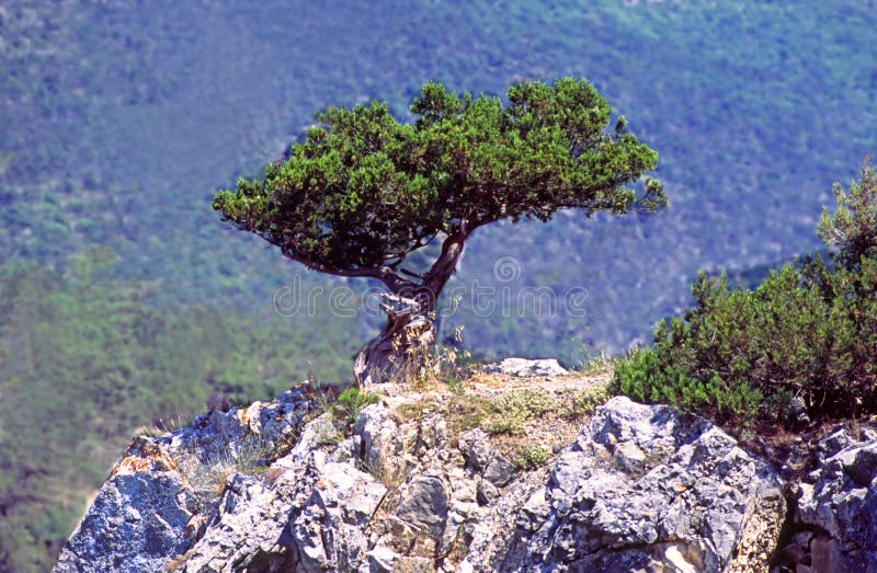 Tree juniper