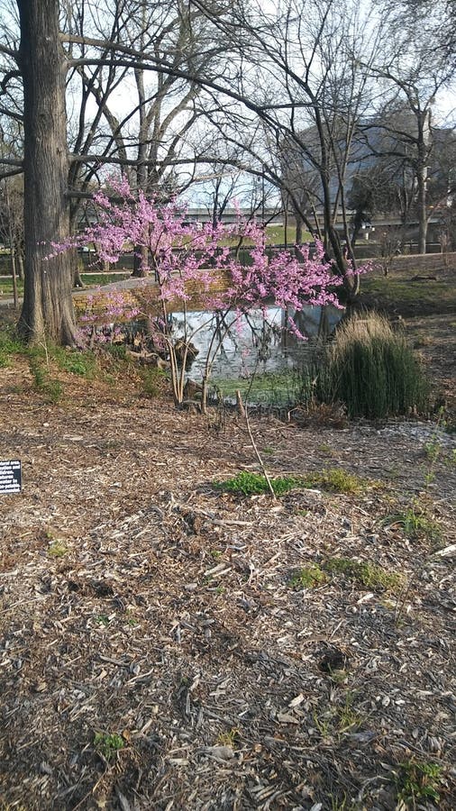 Tree just blossoming stock images