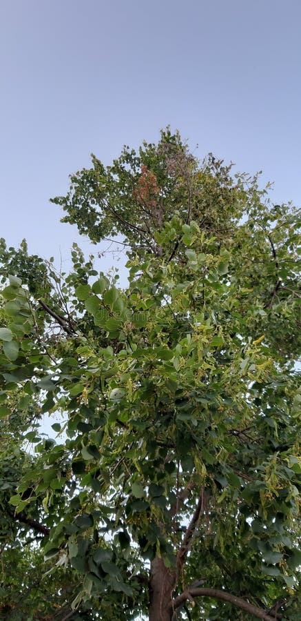Tree. Just a tree royalty free stock images