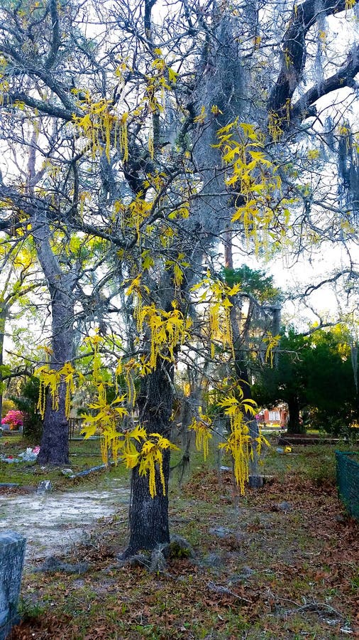 A tree just starting to flower right before spring fully hits stock photography