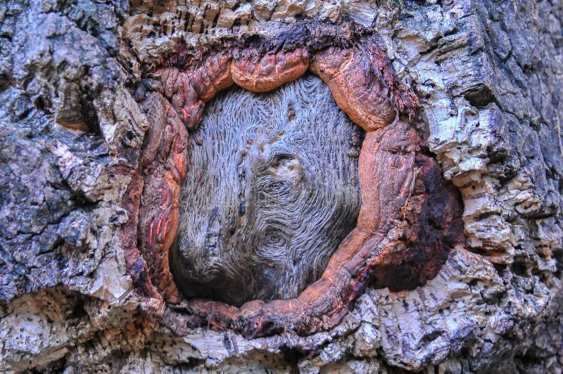 Tree knot stock image. Image of texture, forest, wild 112421001