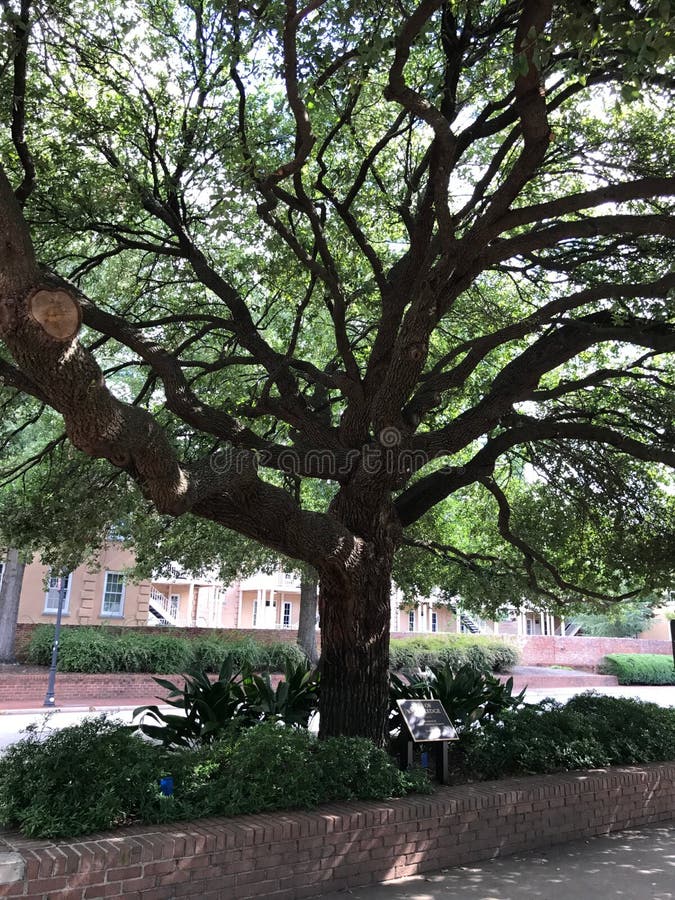 The Tree of Knowledge on the Campus of the University of South Carolina stock photos
