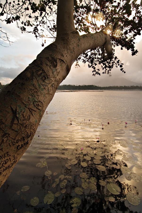 Tree on a Lake