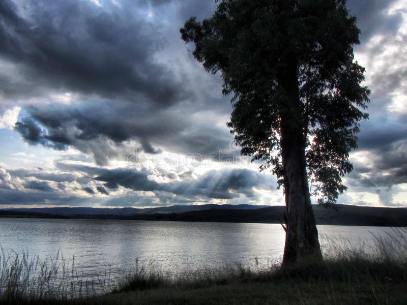 Tree on lake under dramatic skies