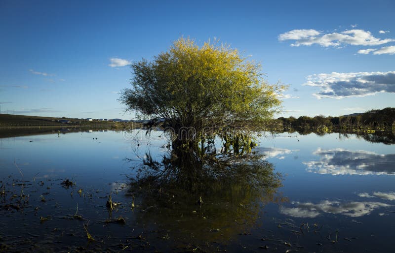 A tree in lake