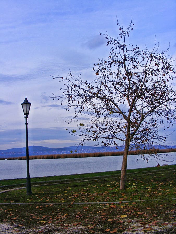 Tree with a lamp next to a lake in the autumn evening stock photo Tree with a lamp next to a lake in the autumn evening stock photo