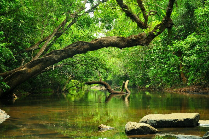 Tree landscape