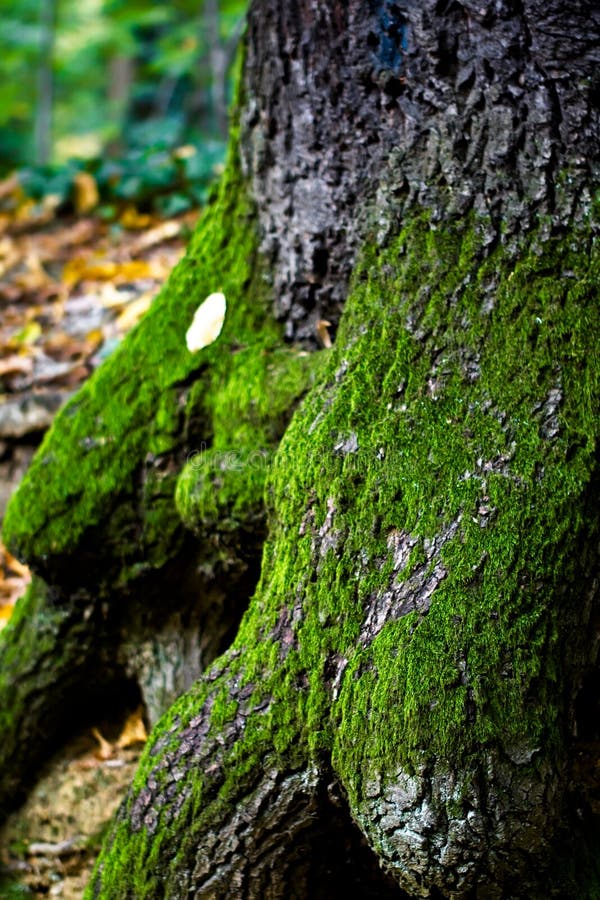 Tree and leaf