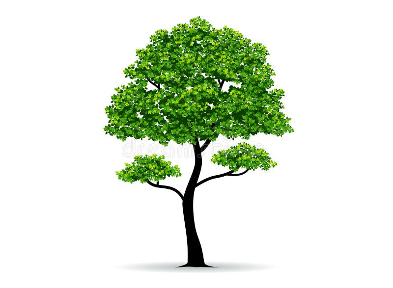 Tree and leaf stock vector. Illustration of wood, canopy - 74070389