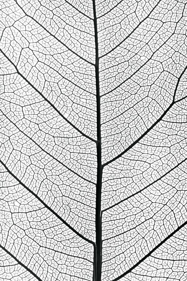 Tree leaf close up