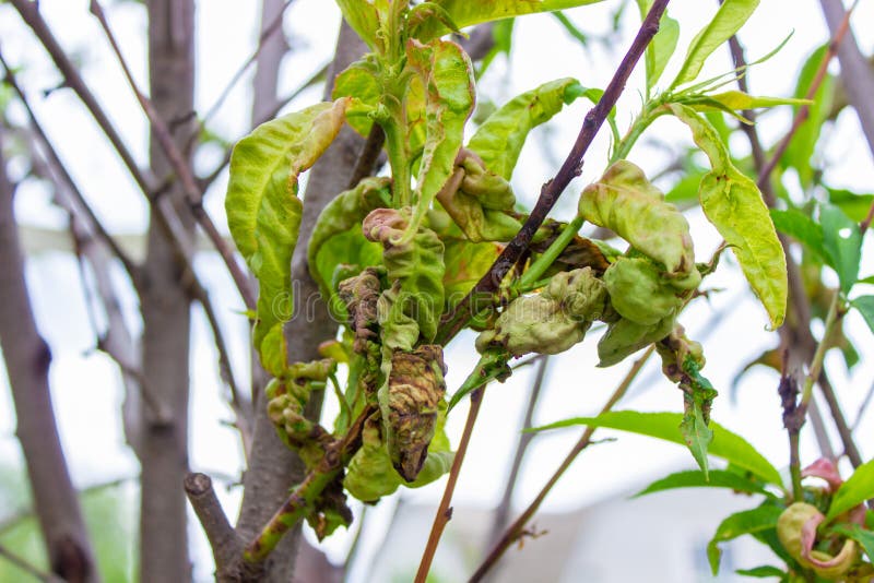 Tree Leaf Disease, Twisted Peach Tree Leaves Stock Photo Image of farming, leaves 248057478