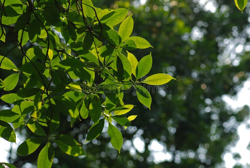 Tree and leaf in the park