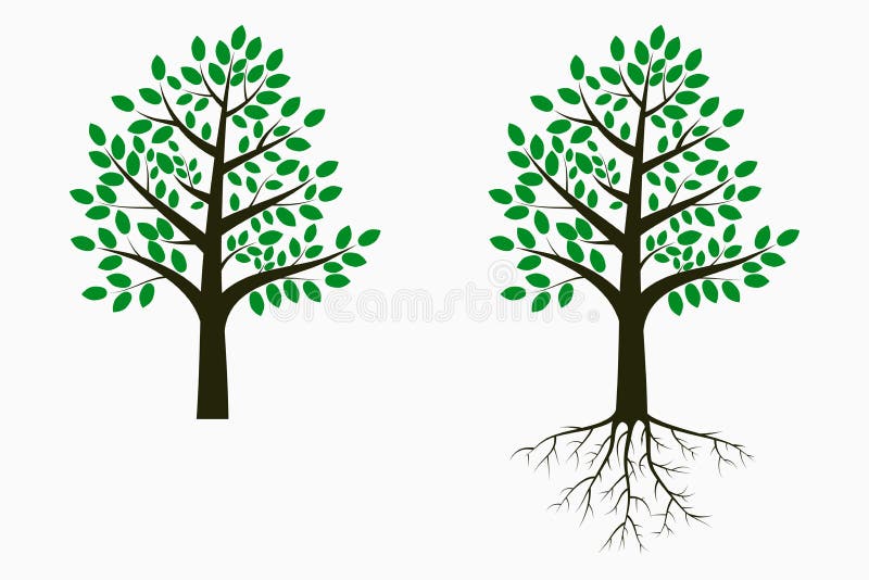 Tree with leaf and root. Set of trees. Vector.