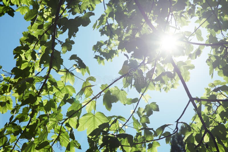 Tree with Leaf Sun Shine stock photo. Image of bright 40926840
