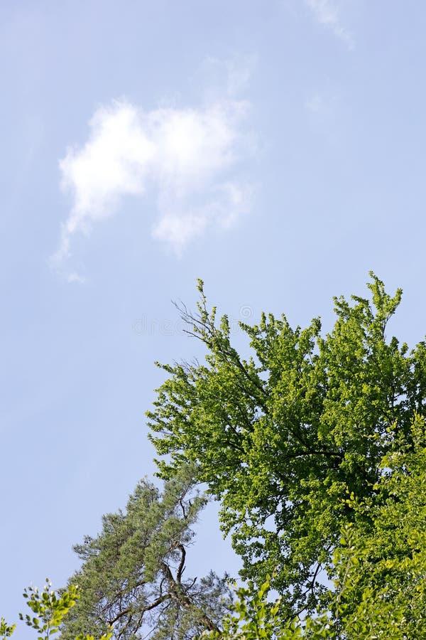 Tree Leafs in Sky Background Best Quality Stock Image - Image of natural,  hole: 149947697