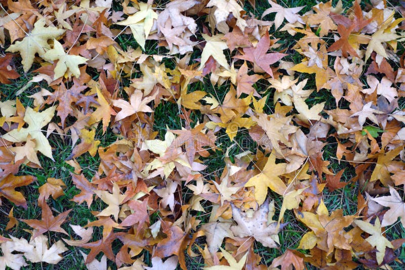 Tree leaves in autumn stock photo
