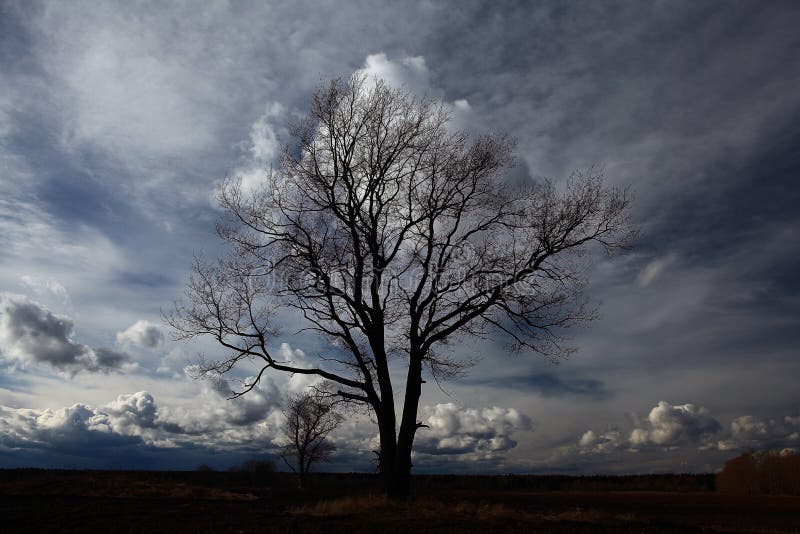 Tree Without Leaves In Autumn Field Stock Photo Image Of Outline