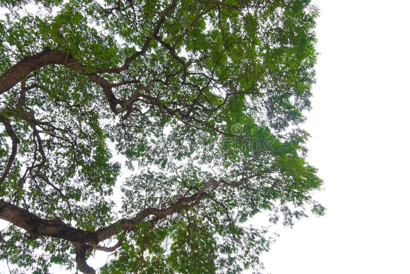 Tree leaves and branches foreground isolated on white background for park or garden. Close-up of exterior natural material for stock image Tree leaves and branches foreground isolated on white background for park or garden. Close-up of exterior natural material for stock image