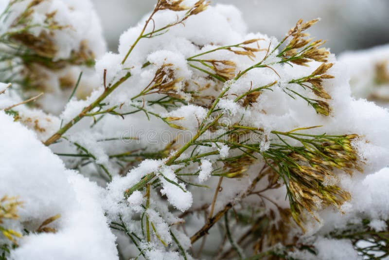 Tree and leaves covered in snow in winter stock photography Tree and leaves covered in snow in winter stock photography