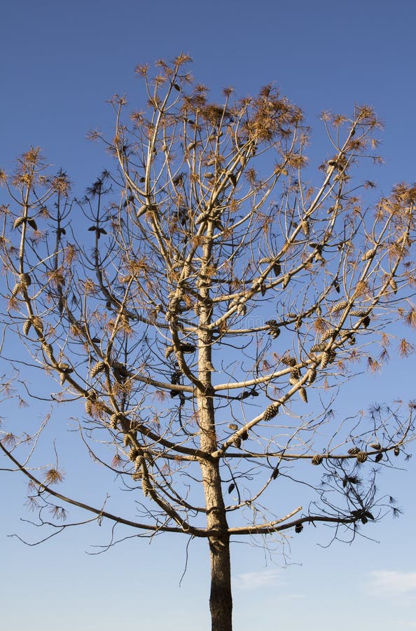 Un árbol sin hojas gracias sobre el, otono en mar Mediterráneo cielo azul marchito hojas.