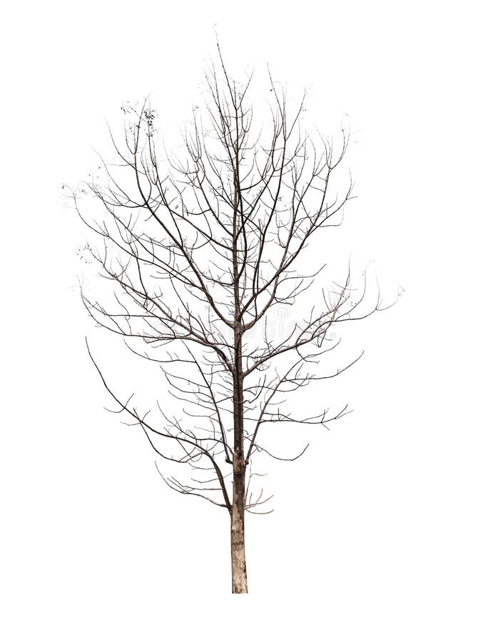 Tree without Leaves Isolated on White Background with Clipping Path ...