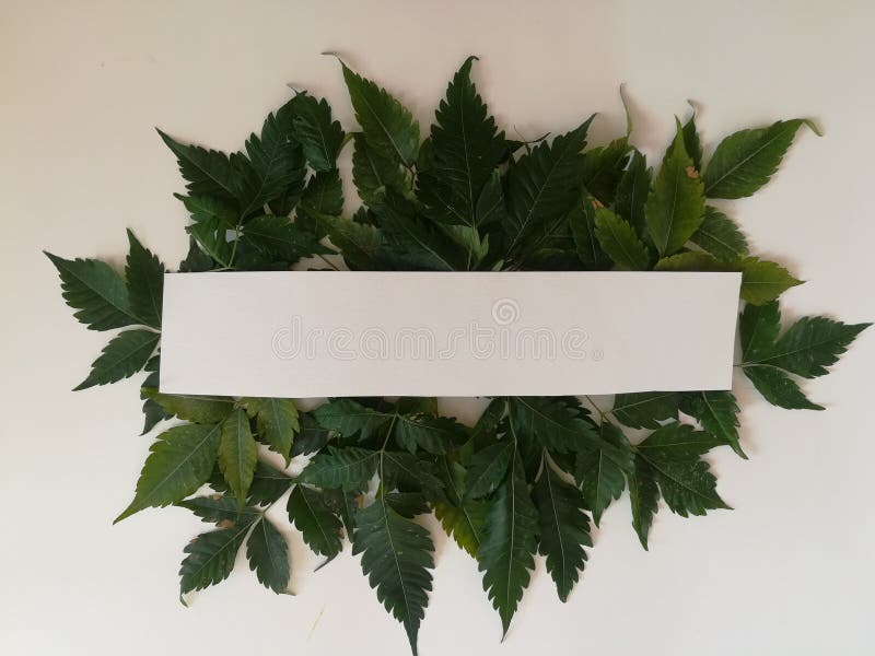 Tree leaves, white background, morning photography, place to write text royalty free stock image Tree leaves, white background, morning photography, place to write text royalty free stock image