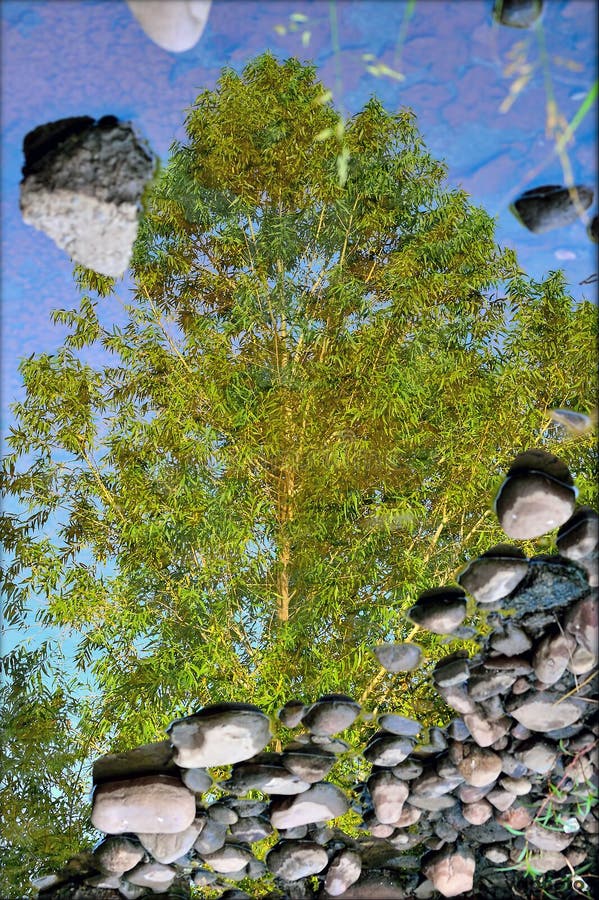 Tree Of Life Stock Photo. Image Of Beauty, Colors, Tree - 83327604