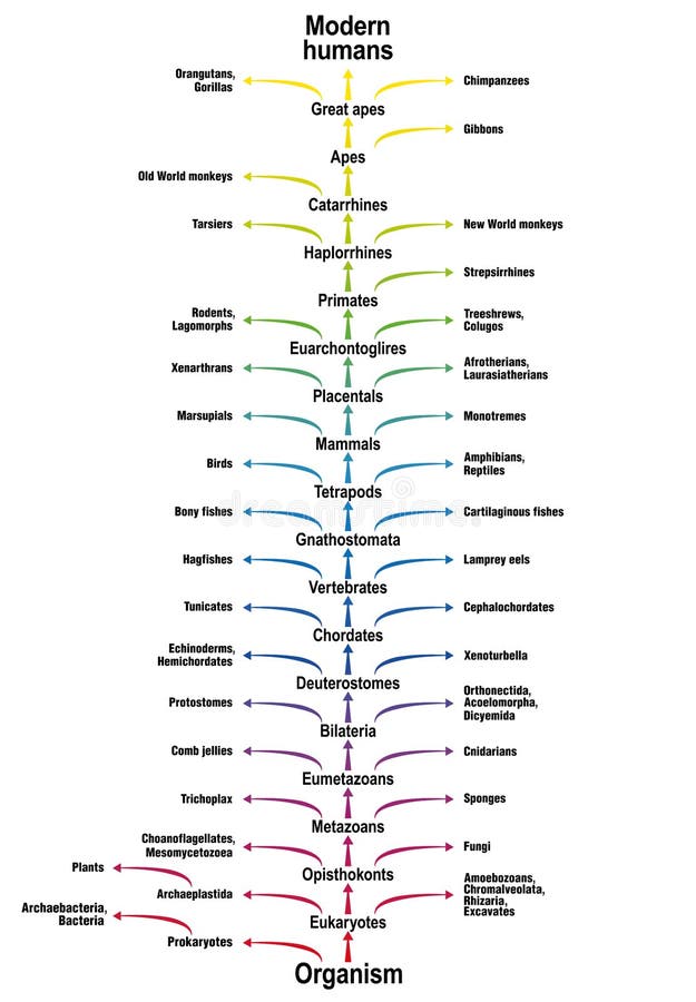 Reptile Taxonomy Chart