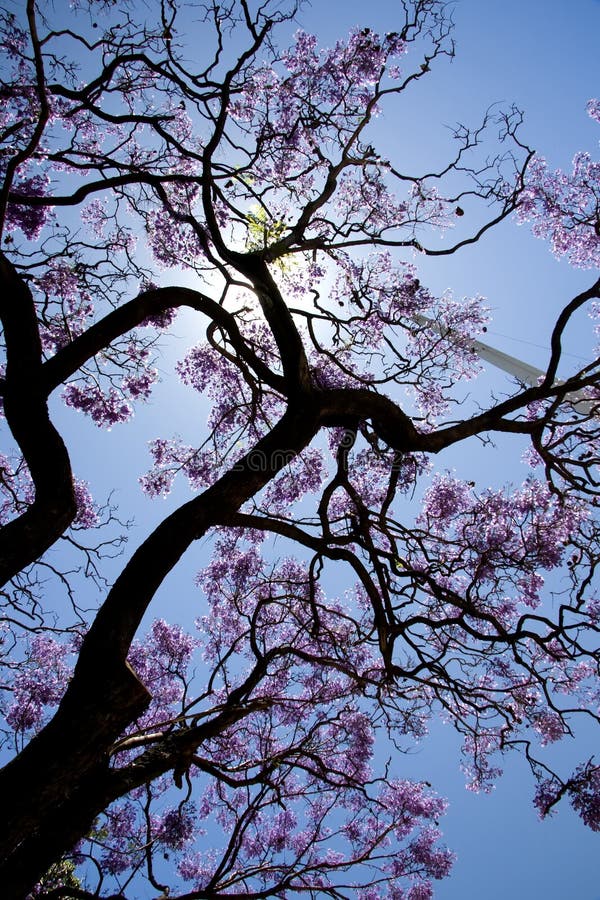 Tree with Lilaccolored Flowers Stock Photo Image of bloom, purple
